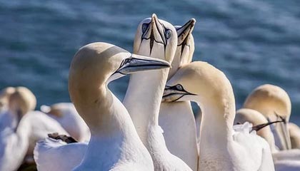 开云体育官网-马刺首秀拉开重建序幕战术讨论，马刺官推2021