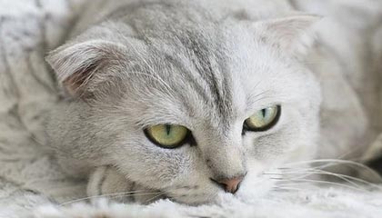 开云体育官网上-赛季最佳新人揭晓，球队未来竞争力被看好，新赛季球员排名