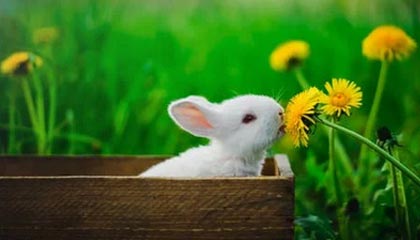 开云在线登入-阿伦·斯密斯：全黑队的“掌控者”，带领球队不断突破极限